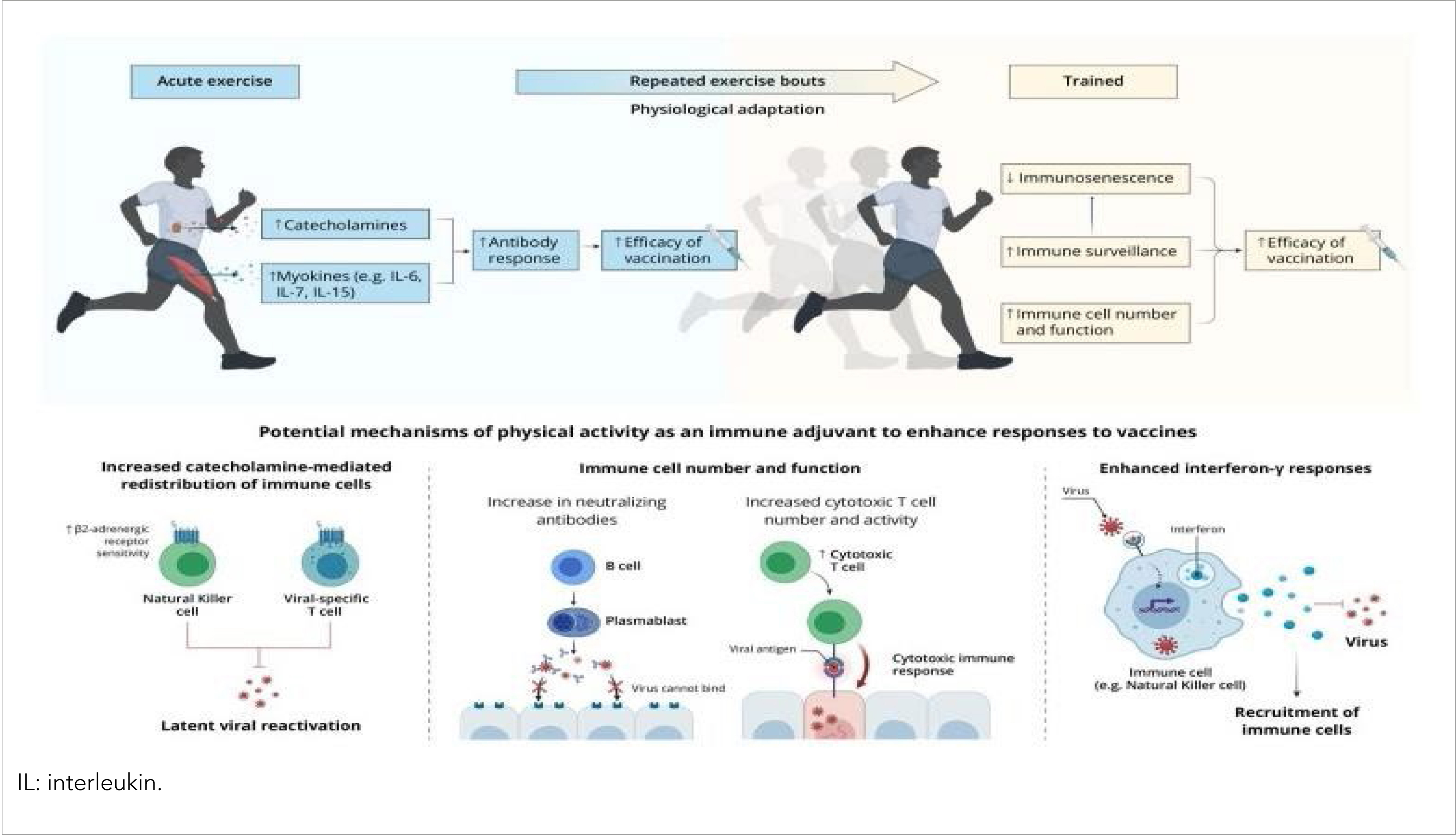 Can physical exercise potentiate the effects of the vaccine?